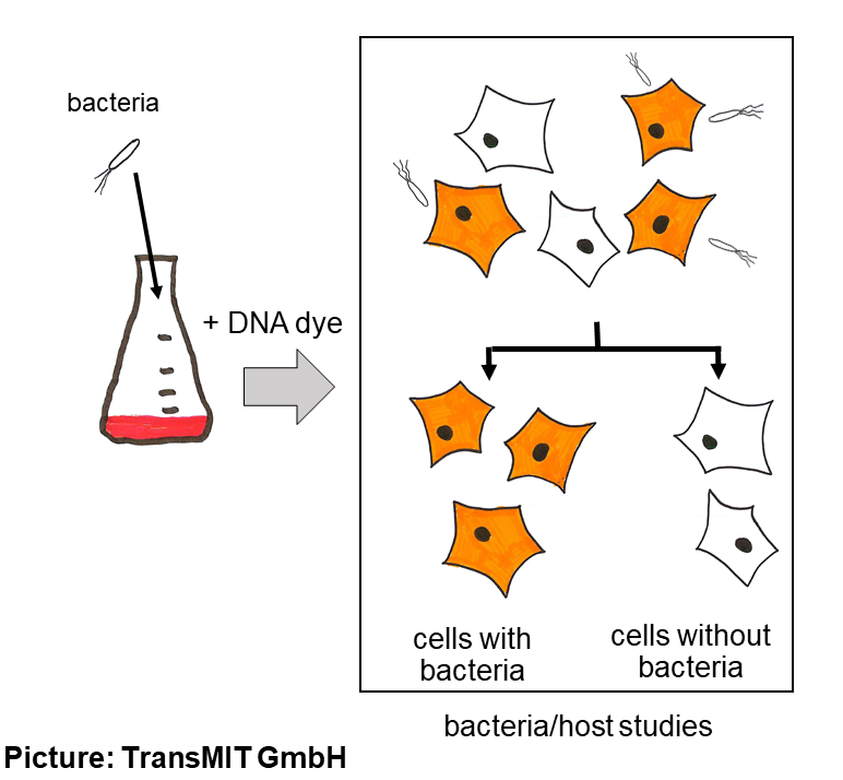 Cyanine dyes for in-vivo staining of microorganisms