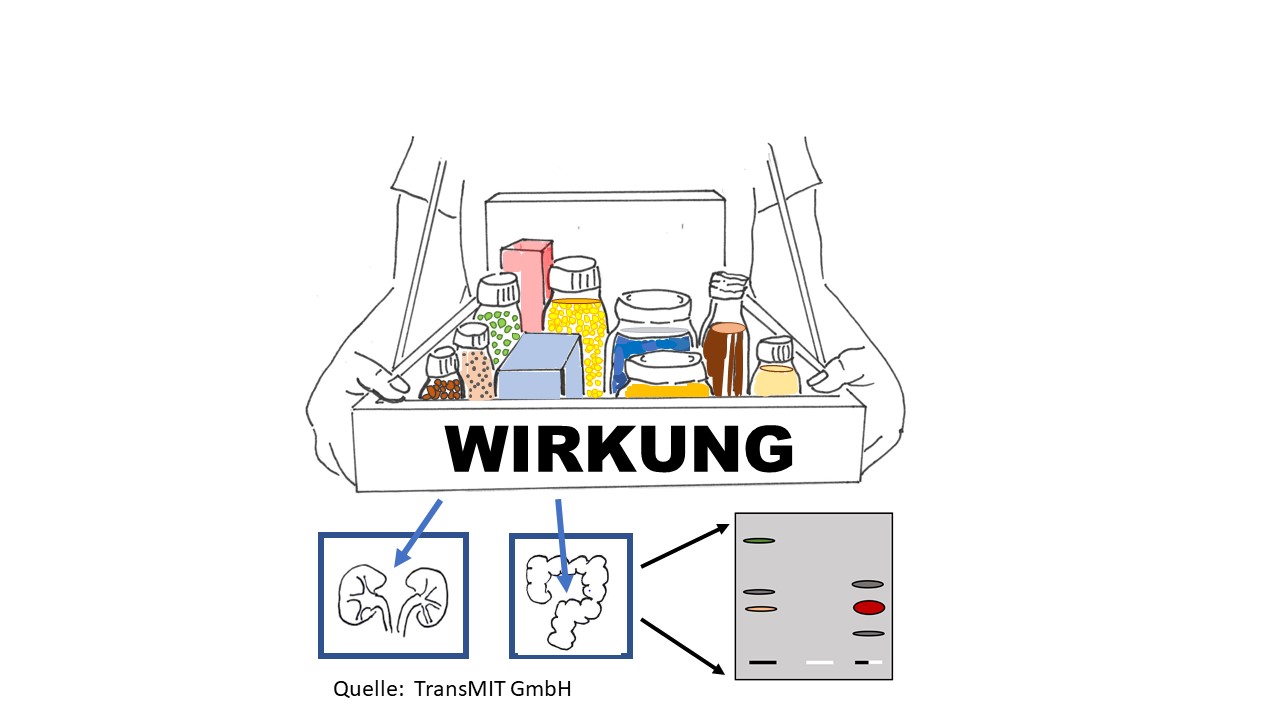 Testsystem für Lebensmittel durch Simulation von Metabolisierungsvorgängen