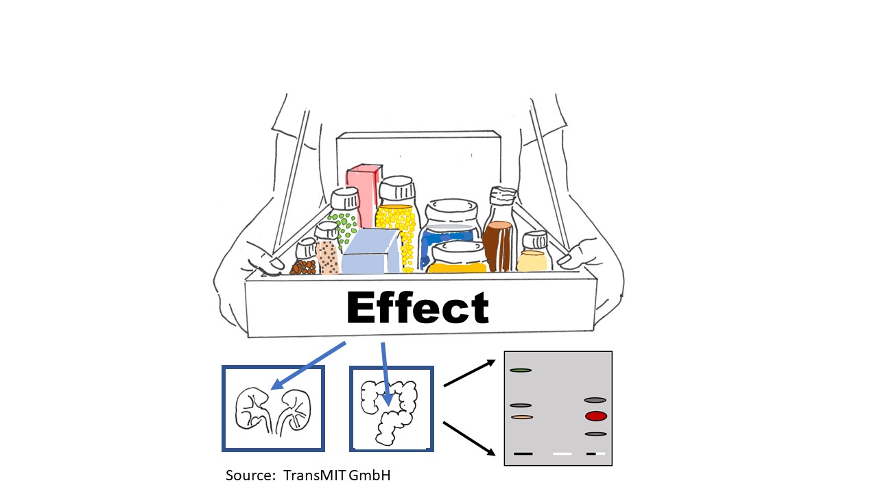 Test system for food by simulation of metabolism processes