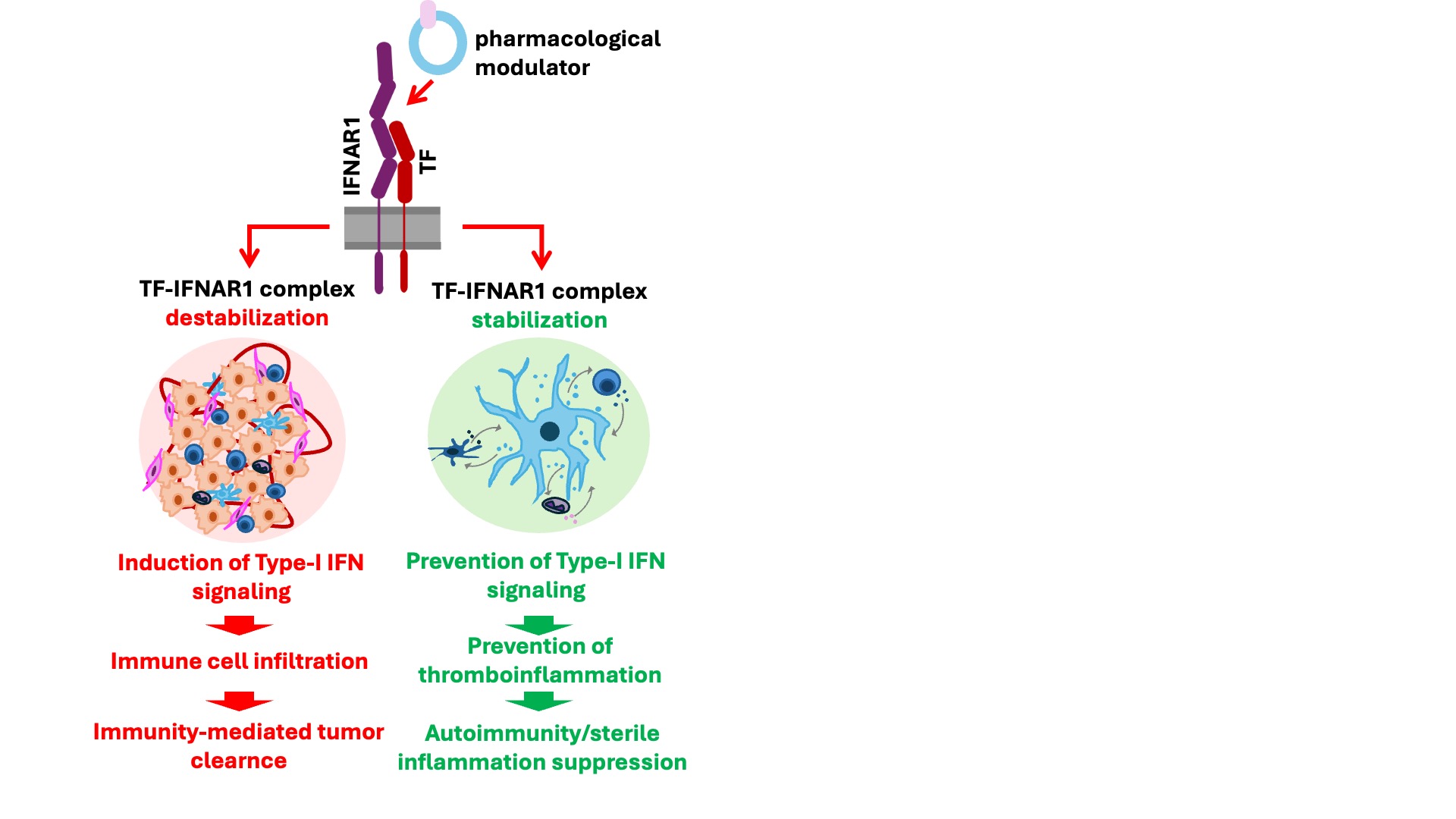 Modulation of Immune Response via Tissue Factor CD142