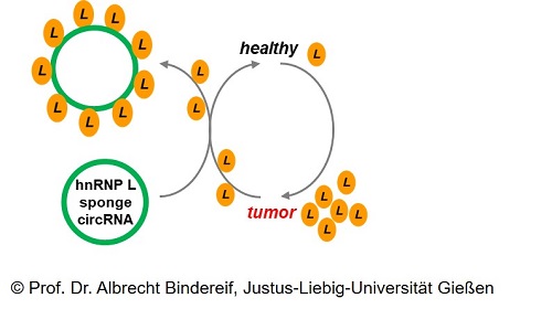 Designer Circular RNA as Protein Sponge for Cancer Therapy