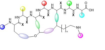 Darobactin effective as an antibiotic against gram-negative bacteria