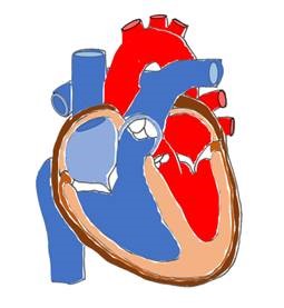 Verfahren zur Bestimmung der lastunabhängigen Kontraktilität einer Herzkammer
