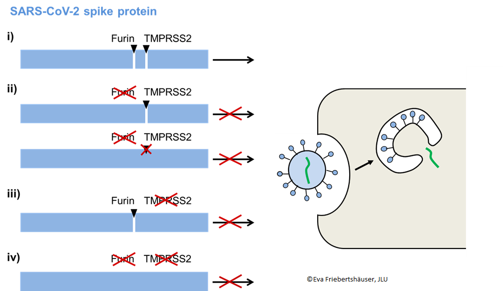 Wirkstoffe zur Behandlung einer SARS-Coronavirus-2-Infektion (Covid-19)