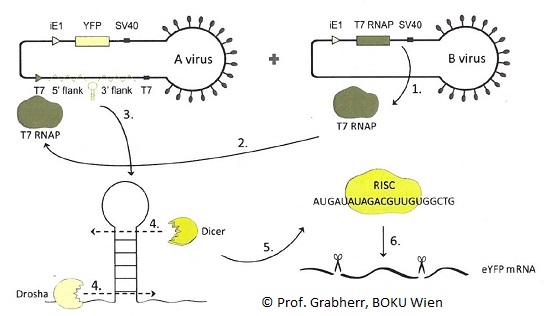 Expression of proteins via a two-vector based  inducible System