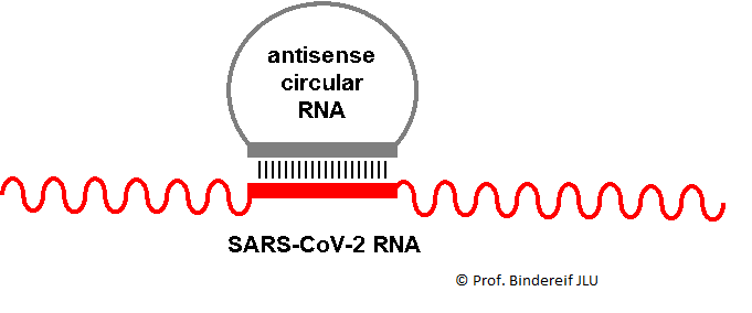 Antisense Circular RNA as Therapeutic Compound for Treatment of Covid-19