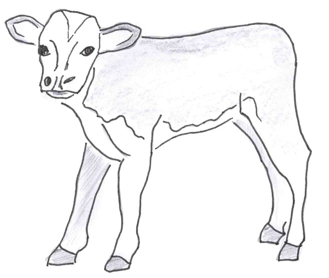 Intuitive calf feeder
