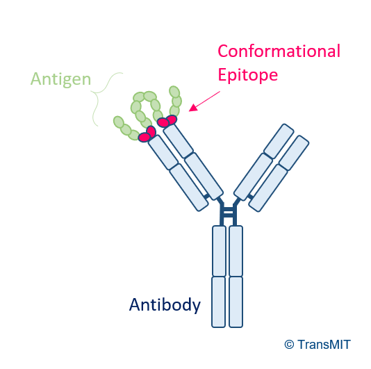 Method and kit for diagnosis of parasitic/fungal infections and de novo allergen identification via recognition of conformational epitopes (DNA-ICE)
