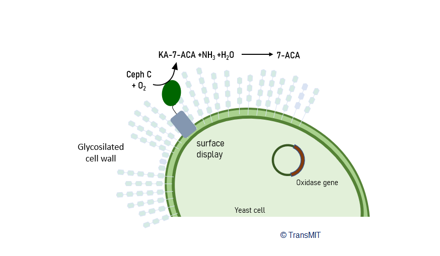 Yeast Surface Catalysis (YSC) Platform