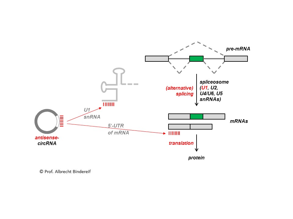 Designer-Antisense-zirkuläre RNAs (AS-circRNAs) für die Inhibition von prä-mRNA-Spleißen und mRNA-Translation 
