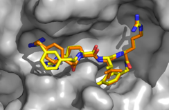 Neue Furininhibitoren zur Behandlung von Infektionserkrankungen