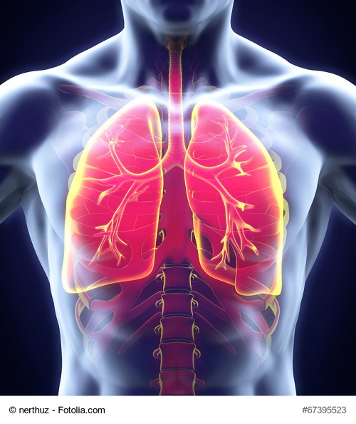 Active agent for regeneration of the lung