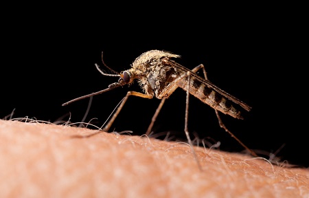 Steroid-basierende Substanzen gegen Malaria