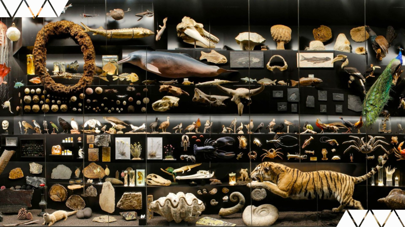 Save the Date: Der Tag der Bionik @ Senckenberg