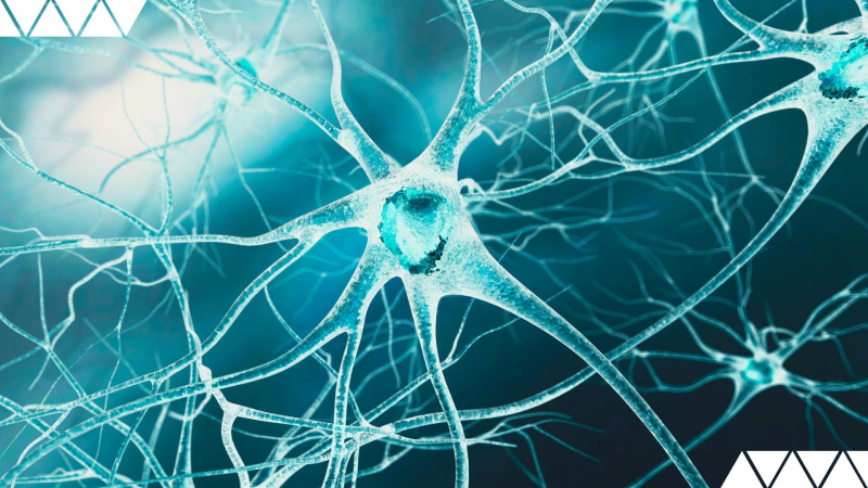 TransMIT-Projektbereich „Algorithmus Maximus“ – Translation und Regulierung in der Regenerativen Medizin stärken