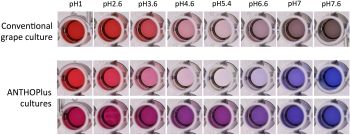 Effekte des pH-Werts auf die Farbe aus konventionellen Traubenkulturen und neuen AnthoPLUS Kulturen