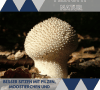 Prototyp Natur